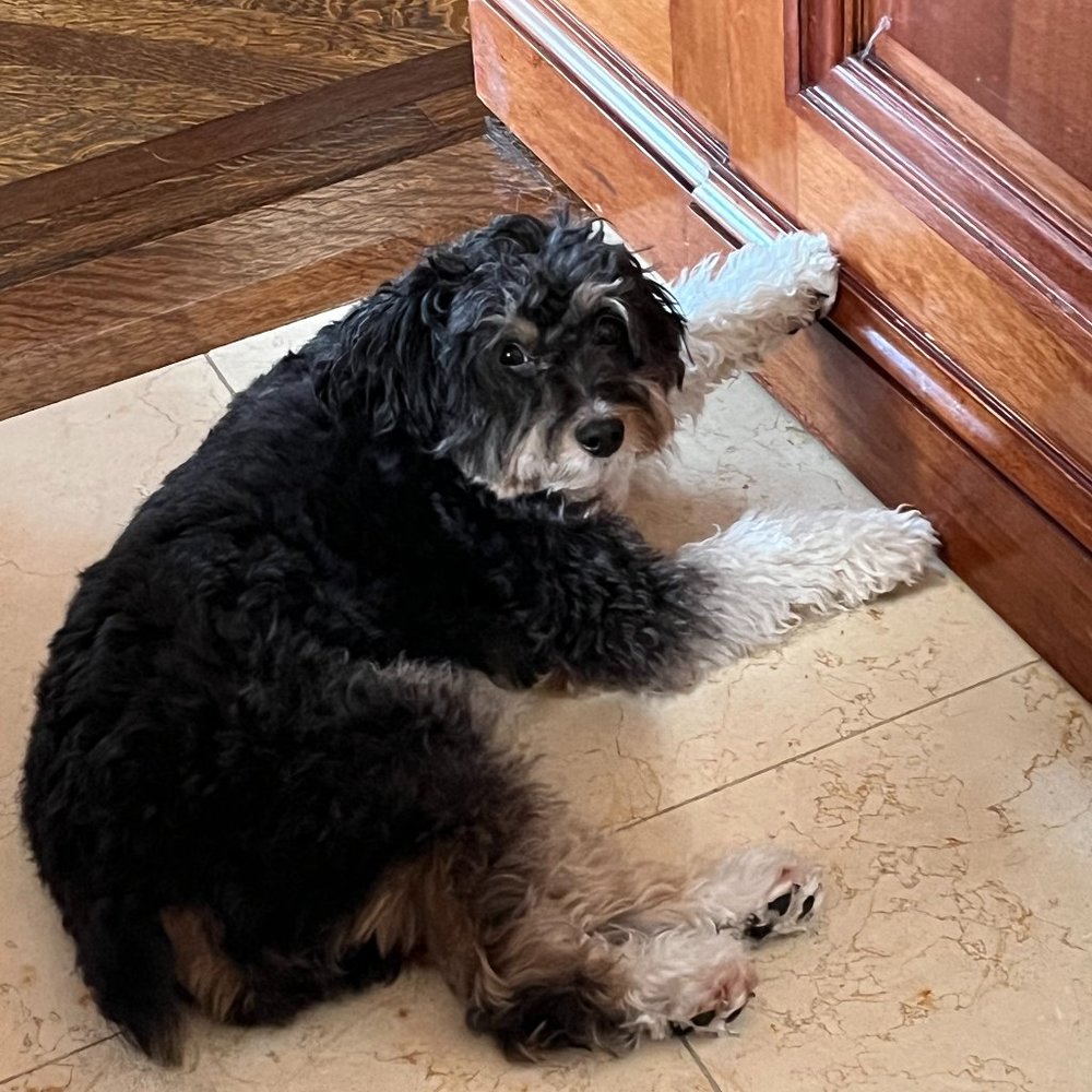 Meet your Posher, Josie
